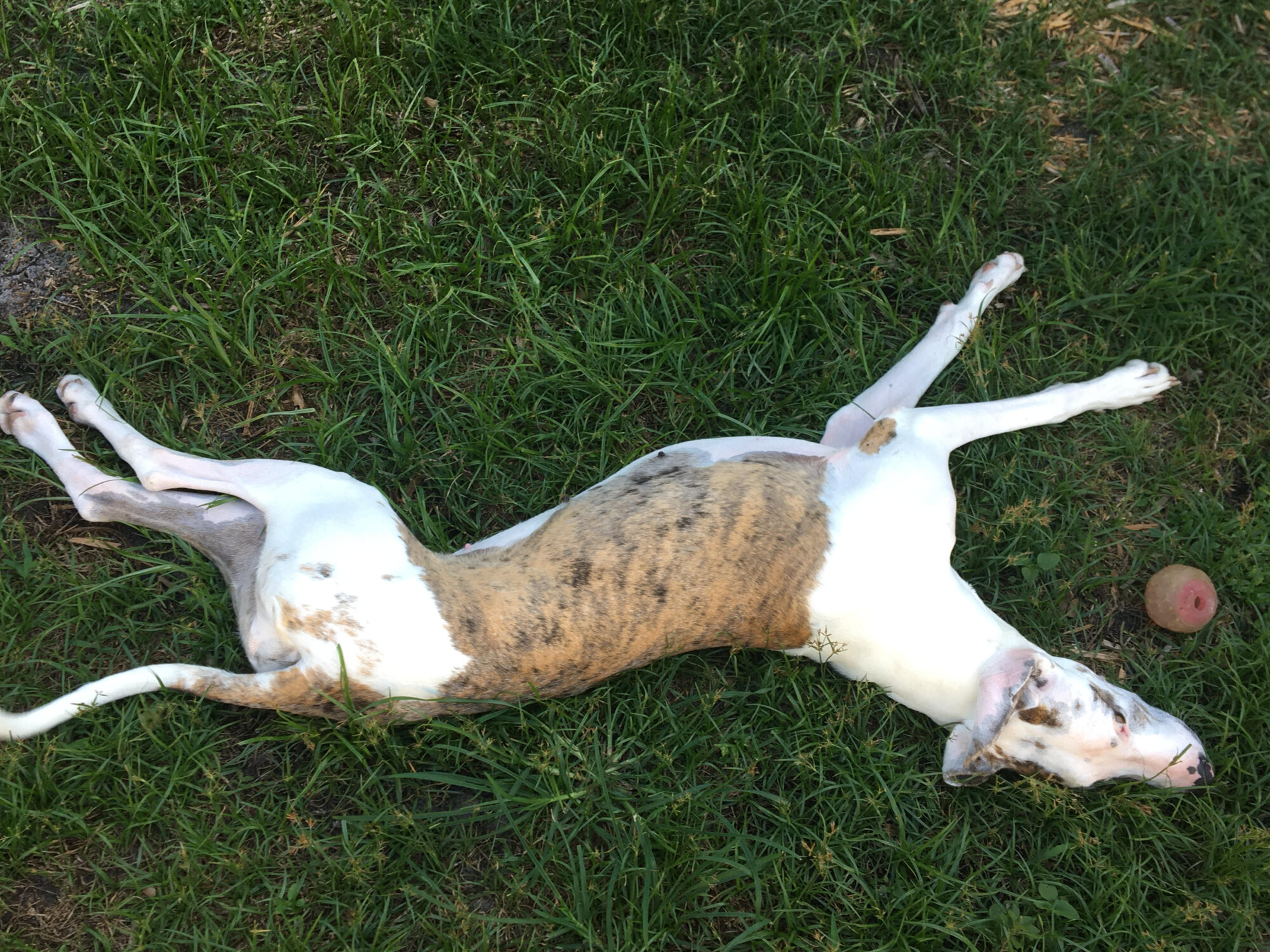 Great Dane puppy